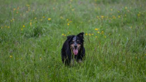 Wet dog in meadow