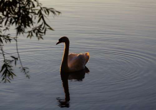 Swan in early morning light