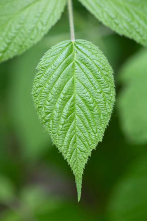 macro plant leaf natural texture