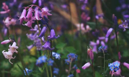 bluebells flowers meadow garden flora