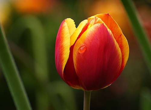 tulip flower macro petals dew