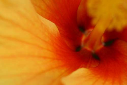 flower macro petals close up abstract