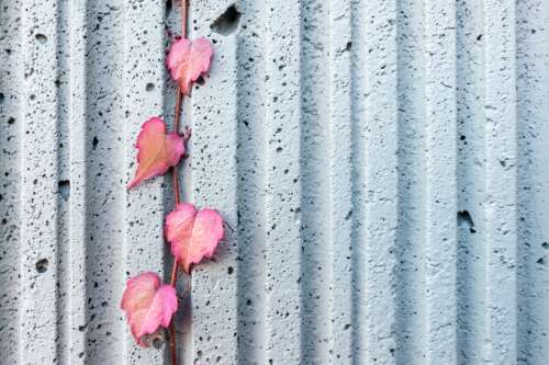 concrete texture pattern leaves wallpaper