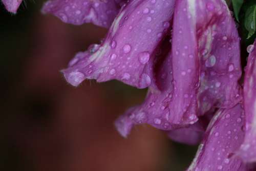 flower purple rain drops wet