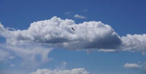 clouds bird flying sky flight