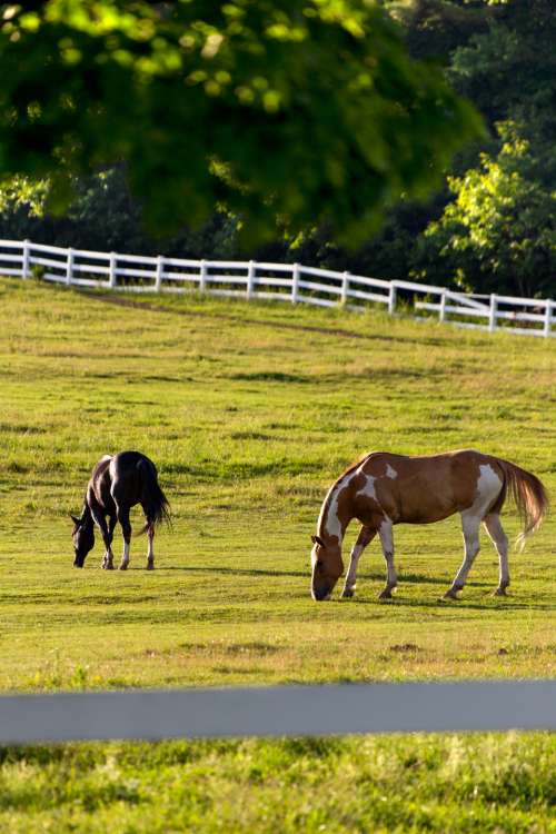 horses pasture fence grazing equine