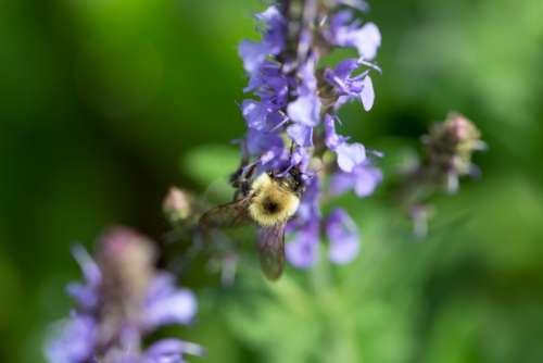 bee flower macro purple flowers