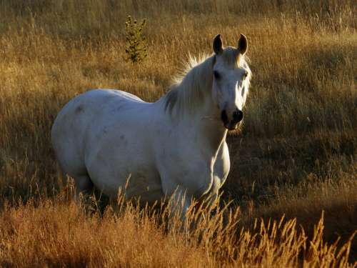 white horse pasture sunny animal