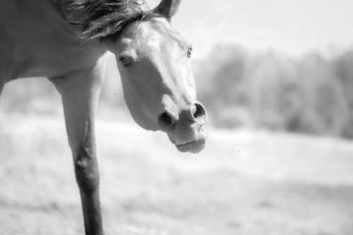 fun horse close up playing eyes