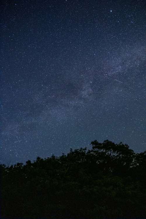 tree night starry sky galaxy