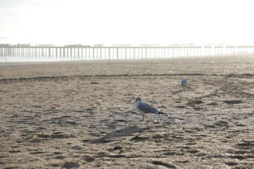 seagulls beach sand ocean pier