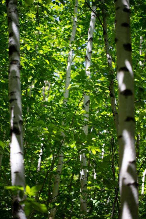 birch trees summer spring forest