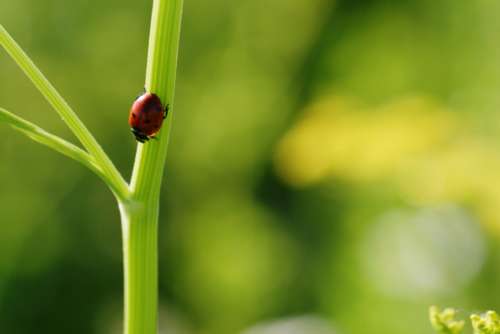 ladybug close up nature bug green