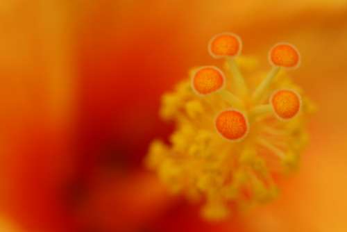 orange flower close up macro background