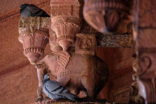 Pigeons on Top of the Columns in Amer Fort, India