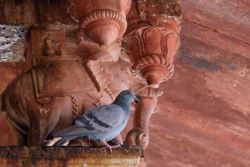 Pigeon on Top of the Columns in Amer Fort, India