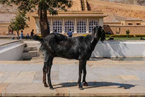 Posing Goat