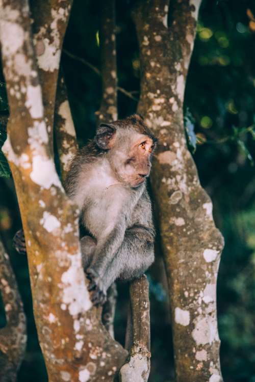 A Baby Monkey Looks Startled In Its Tree Photo
