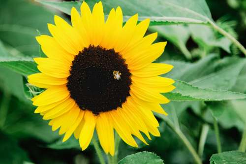 A Bee Tucks Into The Dark centre Of A Sunflower Photo