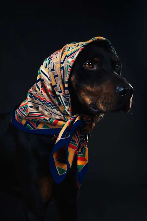 A Black And Tan Dog In A Colourful head Scarf With Amber Eyes Photo