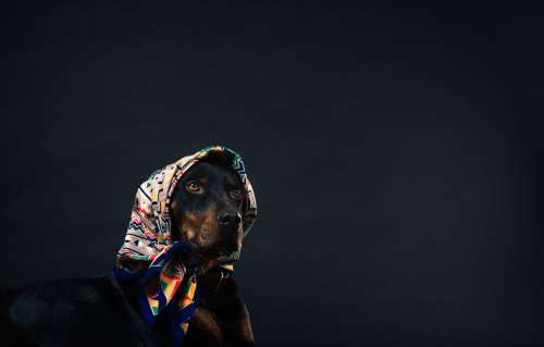 A Black And Tan Dog In A Patterned Head Scarf Photo