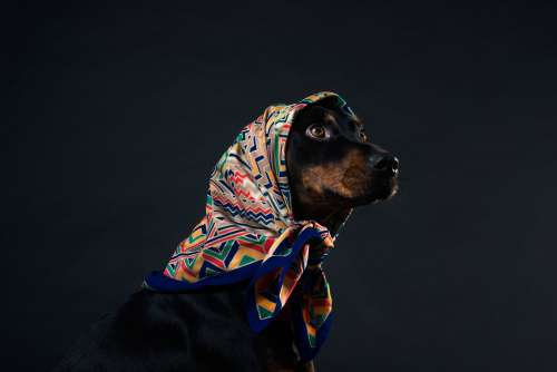 A Black And Tan Dog With Amber Eyes In A Headscarf Photo