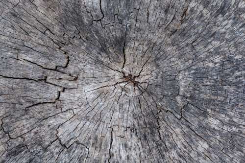 A Cross Section Of A Cracked Ancient Tree Photo