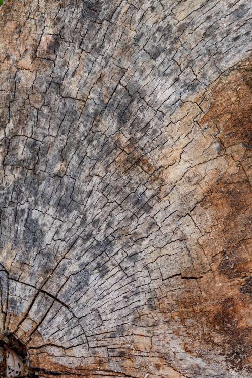 A Cross Section Of An Aged Tree Photo