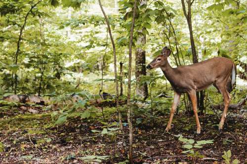 A Deer In The Woods Photo