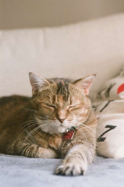 A Dozing Ginger Cat in the Sunlight Photo