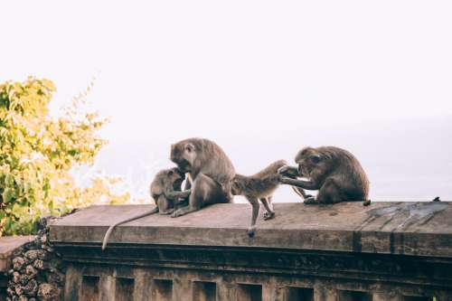 A Family Of Monkeys Tend To Their Beauty Care Photo