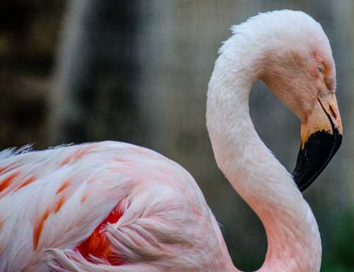 A Flamingo Bows Its Head To Nap Photo