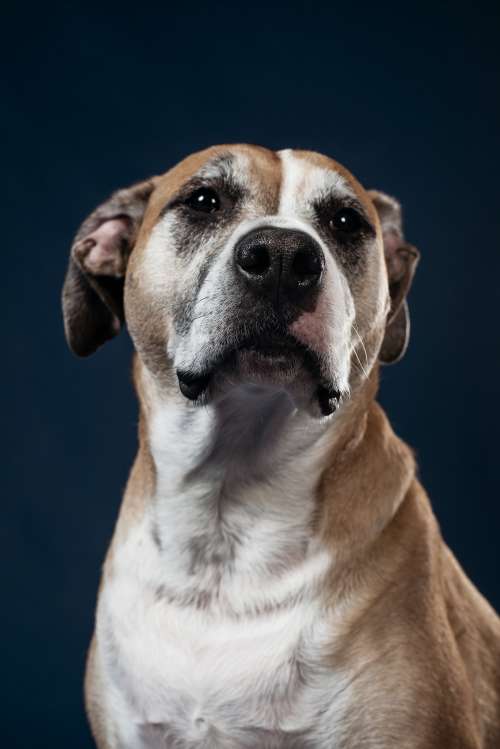 A Greying Jowly Dog With Soft Dark Eyes Photo