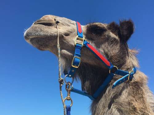 A Haughty Camel In A Blue And Red Harness Under Blue Skies Photo