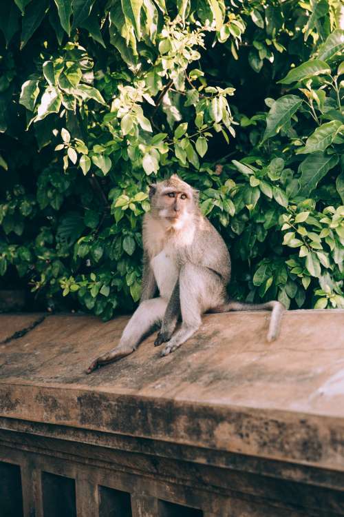 A Monkey On A Stone Wall Sunbathes Photo