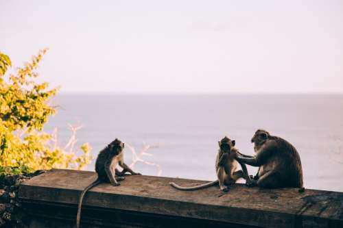 A Monkey Preens Her Children In The Setting Sun Photo