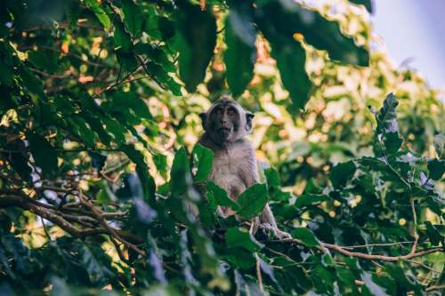 A Monkey Sits In The Foliage Photo