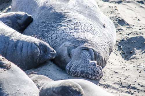 A Mummy Walrus And Pups Nap In The Sand Photo
