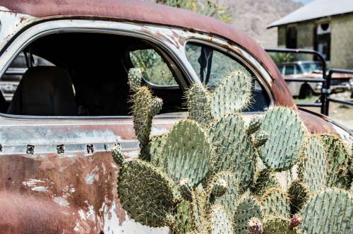 A Prickly Pear Cactus and A Rust Car In The Sun Photo