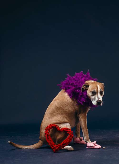 A Tan Dog In A Purple Feather Boa And Pink Kids Shoes Photo