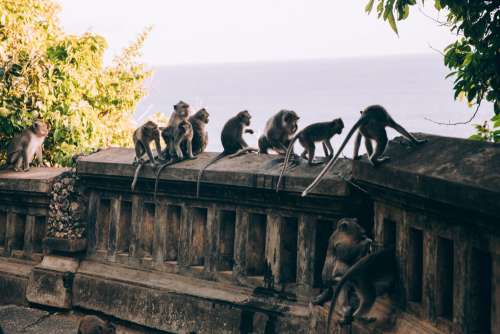 A Tribe Of Monkeys Spectate Collectively Photo