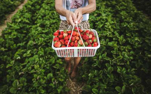 A Woman Holds A Basket Of Strawberries In A Field Photo