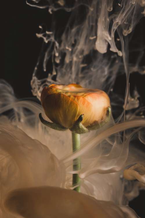 An Orange Flower Erupts In Smoke Photo