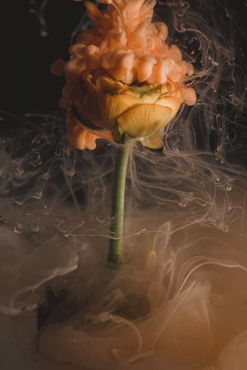 An Orange Flower Simmers In Smoke Photo