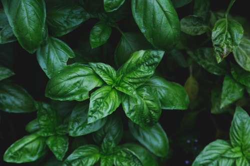 Basil Leaves Glisten Faintly From Raindrops Photo