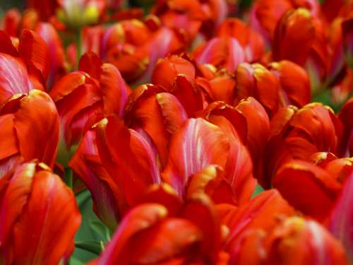 Cluster Of Red Tulips Photo