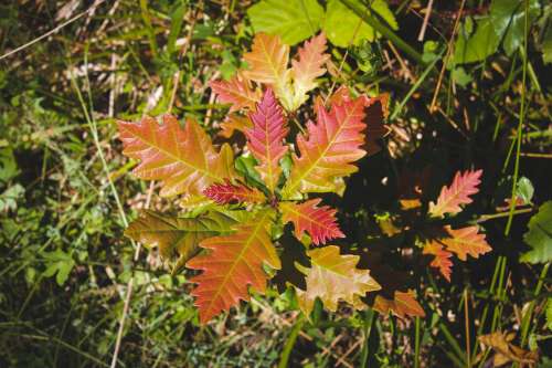 Colorful Plant Photo