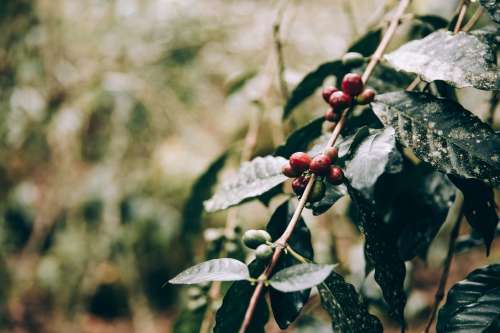 Crimson Fruits Cling To Jungle Branches Photo