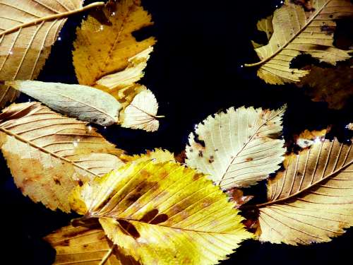 Fallen Leaves In Water Photo