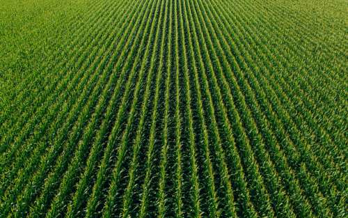 Farm Rows Of Green Photo